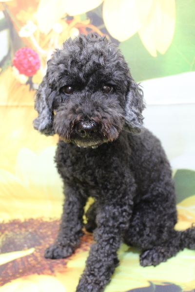 千葉県松戸市のトイプードルのトリミング前画像