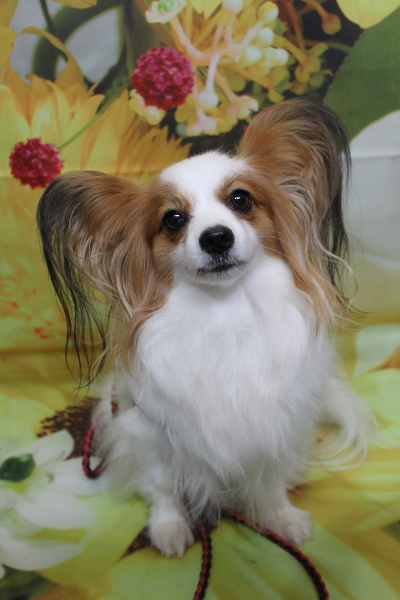 千葉県鎌ヶ谷市のパピヨンのトリミング前画像