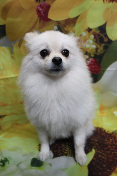 東京都港区のポメラニアンのトリミング前画像