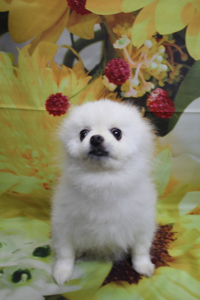 千葉県船橋市のポメラニアンのトリミング前画像