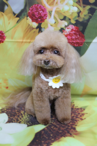 千葉県船橋市のトイプードルのトリミング画像