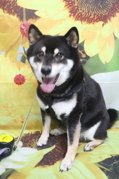 千葉県船橋市の柴犬のトリミング前画像