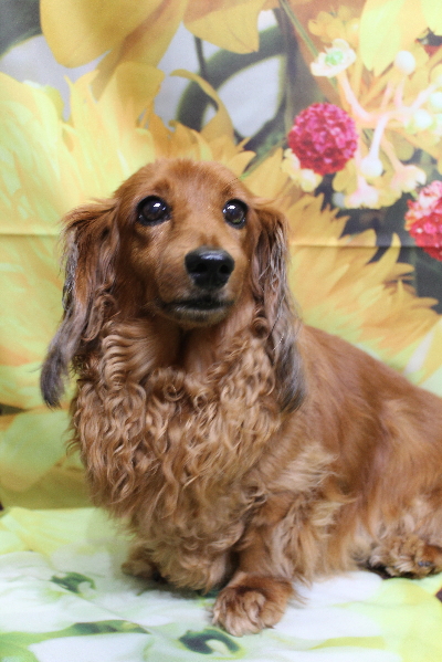 千葉県鎌ケ谷のミニチュアダックスのトリミング前画像