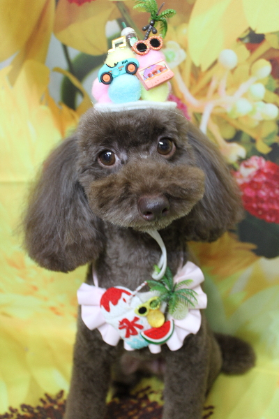 千葉県千葉市のトイプードルのトリミング画像