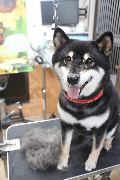 千葉県船橋市の柴犬のトリミング画像