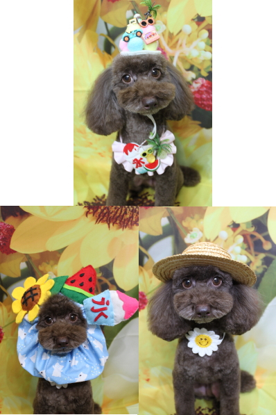 千葉県千葉市のトイプードルのトリミング画像