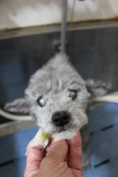 千葉県船橋市のトイプードルの歯磨き画像