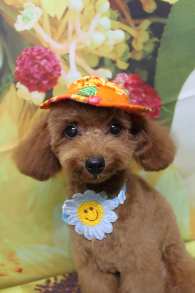 千葉県船橋市のトイプードルのトリミング画像