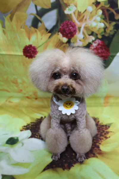 千葉県千葉市のトイプードルのトリミング画像