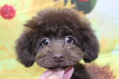 トイプードルブリーダーの子犬、トリミング画像