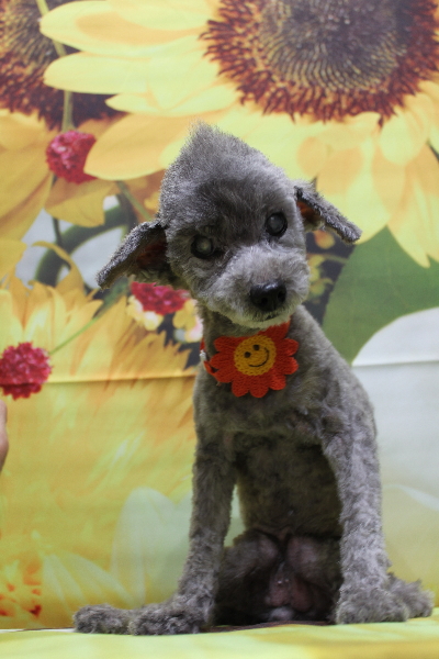 千葉県船橋市のトイプードルのトリミング画像