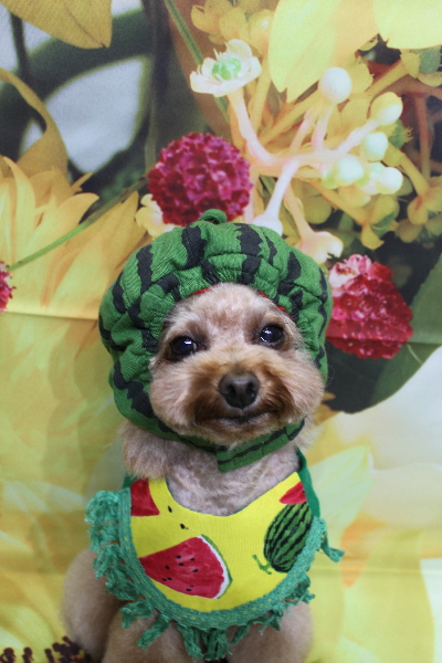 千葉県千葉市のトイプードルのトリミング画像