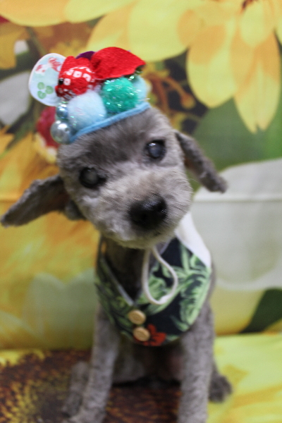 千葉県船橋市のトイプードルのトリミング画像