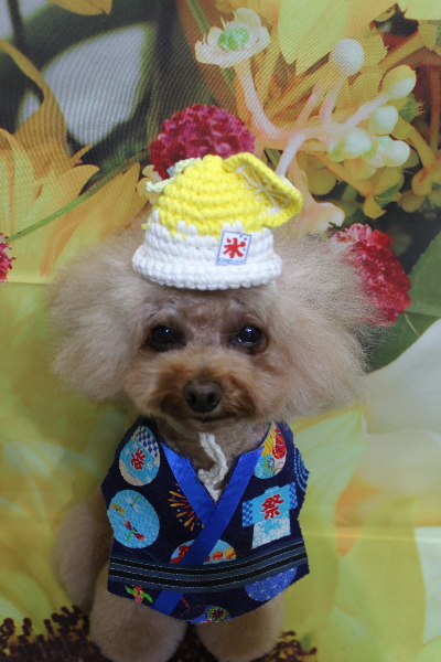 千葉県千葉市のトイプードルのトリミング画像