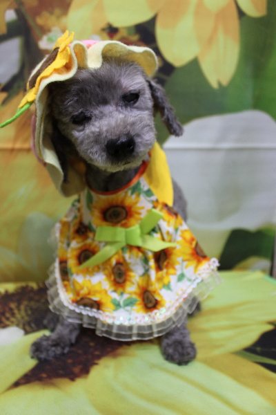 千葉県船橋市のトイプードルのトリミング画像