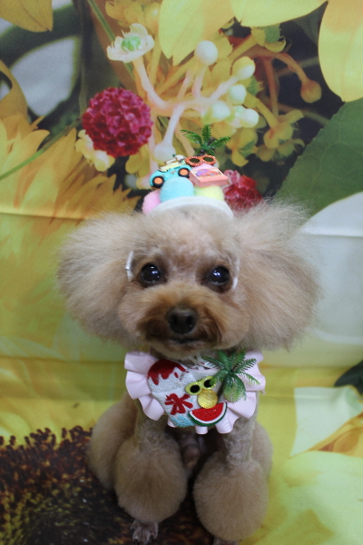 千葉県千葉市のトイプードルのトリミング画像