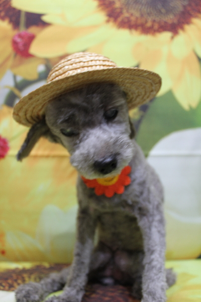 千葉県船橋市のトイプードルのトリミング画像