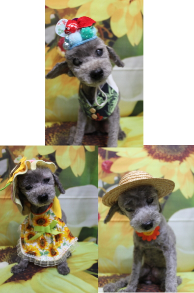 千葉県船橋市のトイプードルのトリミング画像