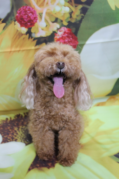 千葉県船橋市のトイプードルのトリミング前画像