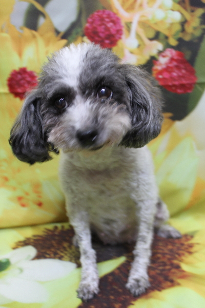 千葉県船橋市のトイプードルのトリミング前画像