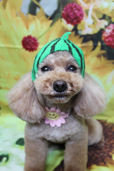 東京都中央区のトイプードルのトリミング画像