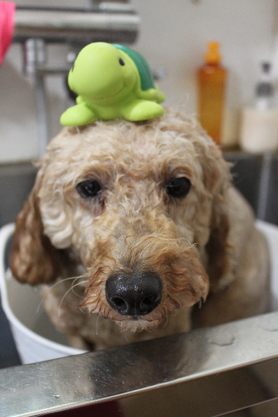 千葉県船橋市のトイプードルの炭酸泉画像