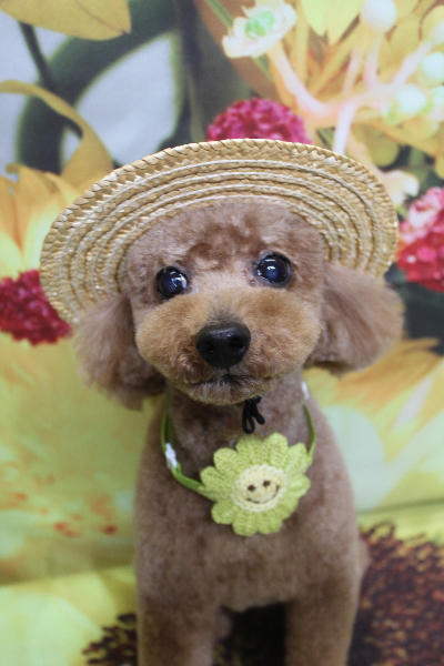 千葉県船橋市のトイプードルのトリミング画像