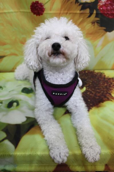 千葉県市川市のトイプードルのトリミング前画像