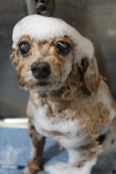 千葉県鎌ケ谷市のトイプードルのシャンプー画像