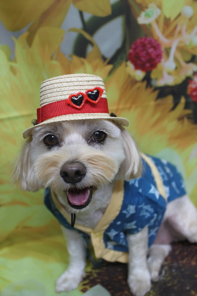 千葉県鎌ケ谷市のミックス犬のトリミング画像