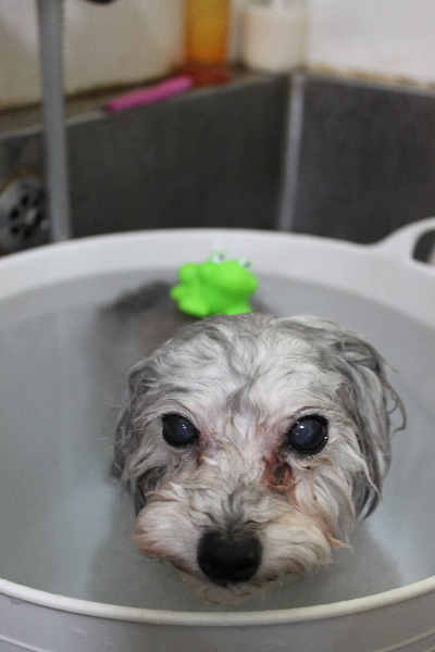 千葉県印西市のトイプードルの炭酸泉画像