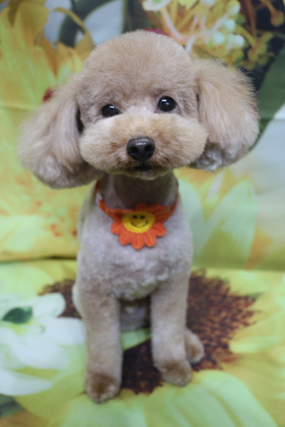 千葉県船橋市のトイプードルのトリミング画像