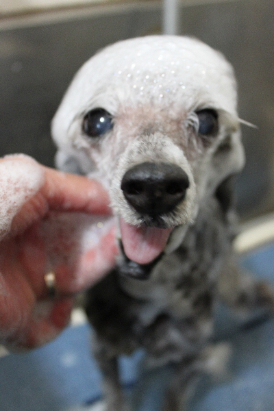 千葉県船橋市のトイプードルのシャンプー画像
