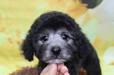 トイプードルブリーダーの子犬、トリミング画像