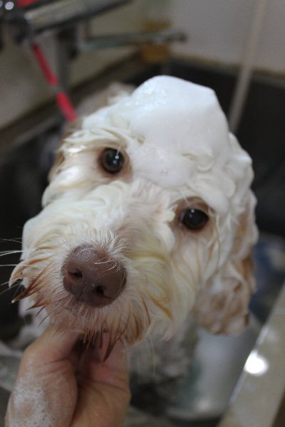 千葉県船橋市のオーストラリアンラブラドゥードルのシャンプー画像