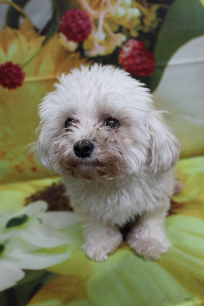 千葉県鎌ケ谷市のミックス犬のトリミング前画像