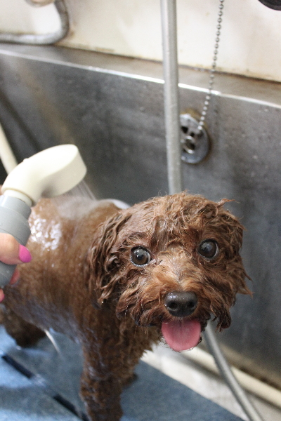 千葉県鎌ケ谷市トイプードルのオゾンシャワー画像
