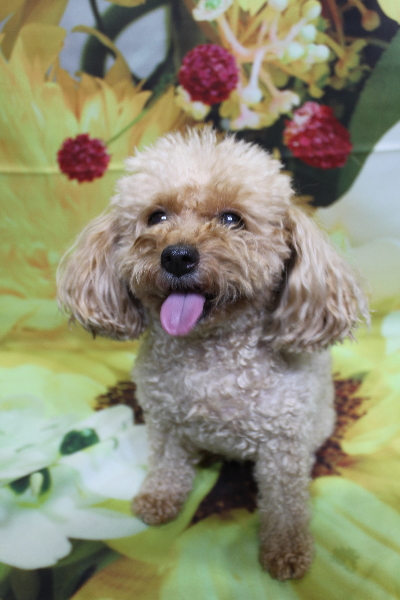 千葉県船橋市のトイプードルのトリミング前画像