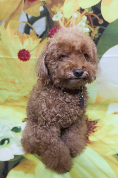 千葉県印西市のトイプードルのトリミング前画像