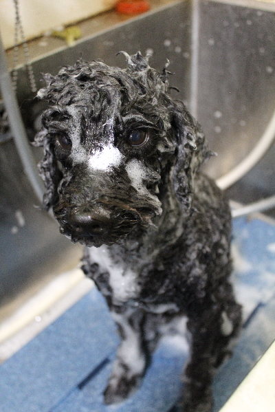 千葉県松戸市のトイプードルのシャンプー画像