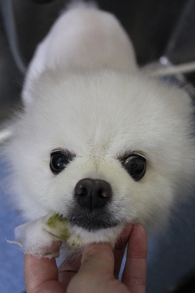 千葉県船橋市のポメラニアンの歯磨き画像