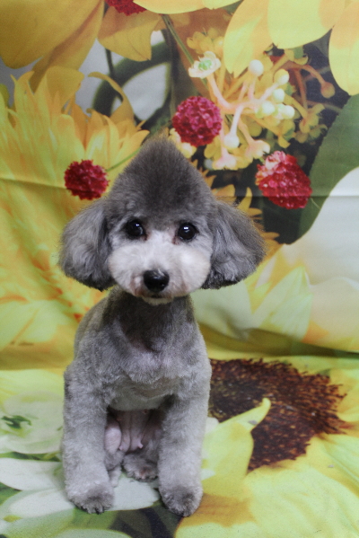 トイプードルブリーダーの成犬、トリミング画像