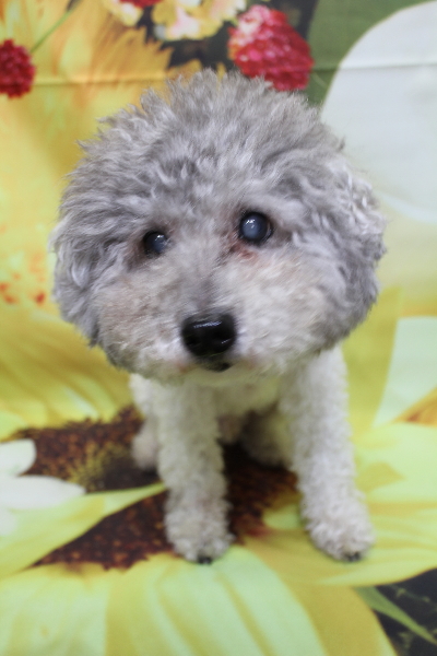 千葉県松戸市のトイプードルのトリミング前画像