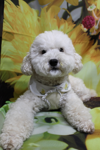 千葉県松戸市のミックス犬のトリミング前画像