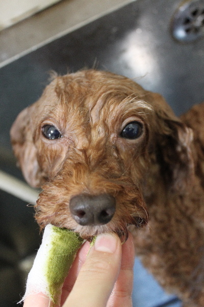 千葉県船橋市のトイプードルの歯磨き画像