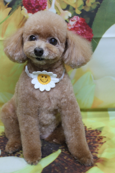 千葉県鎌ケ谷市のトイプードルのトリミング画像