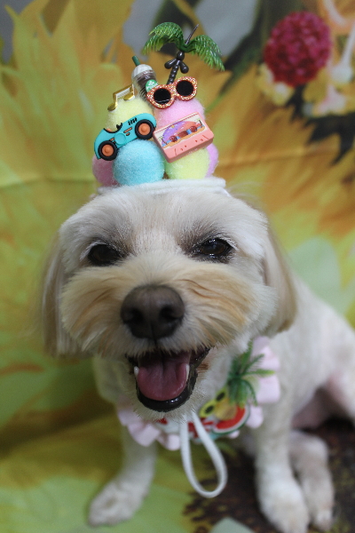 千葉県鎌ケ谷市のミックス犬のトリミング画像