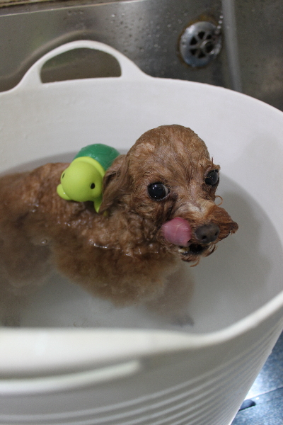 千葉県印西市のトイプードルの炭酸泉画像