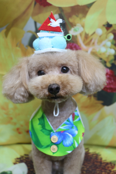 千葉県船橋市のトイプードルのトリミング画像