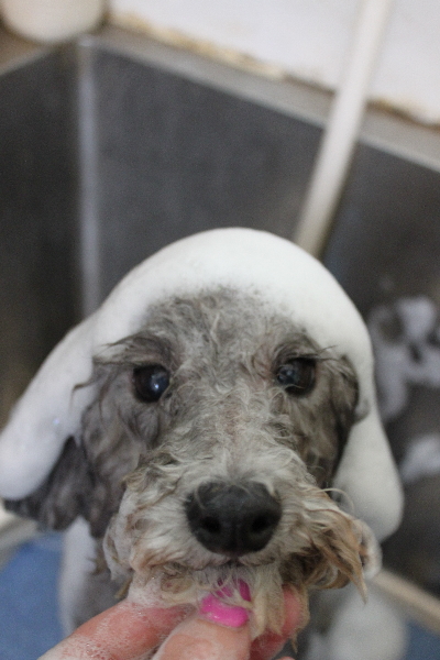 千葉県船橋市のトイプードルのシャンプー画像